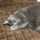 瑠那猫 瑠那猫