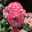 Rose_Noir