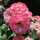 Rose_Noir