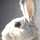 amica1772 amica1772