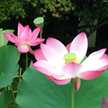 Lotusー蓮華ー