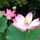 Lotusー蓮華ー Lotusー蓮華ー