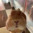 Sakuのキッチン