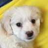 ☆Charlie