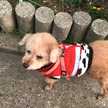 utoutoの人