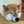 柴犬のくまちゃん🐕