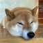 柴犬のくまちゃん🐕