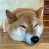 柴犬のくまちゃん🐕