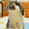 うさぎのうちゃこ♪