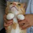 minecochan