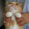 minecochan