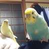 ぴのとゆずのママ