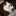 ねこば ねこば