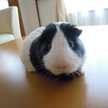 なまこたらこ