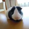 なまこたらこ