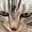 デブみかん