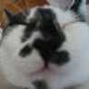 pochimoo