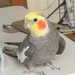 石製インコ