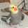 石製インコ