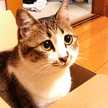 るきっこ
