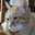くうねこ