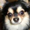 サスクマハン