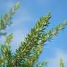 Rosemary＊