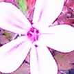 hannar_j