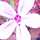 hannar_j hannar_j