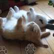 ミューだよ