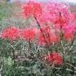 桜秋桃