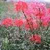 桜秋桃 桜秋桃