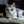 猫のなんなん