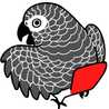 Macaw