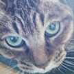 ねこ