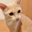 ひー🐈