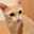 ひー🐈