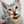 ma_nyan
