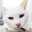 しろねこ☆彡