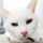 しろねこ☆彡 しろねこ☆彡