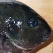 オンナ磯釣り師