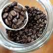 Rachis