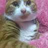 おはゆみ