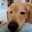 ネムネム犬