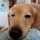 ネムネム犬