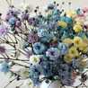 cherrypino cherrypino