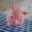 pig-hip