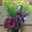 chie070406