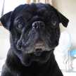 choco☆pug