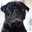 choco☆pug